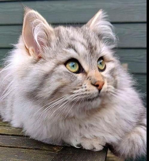 Prachtige Siberische boskat xRagdoll/Noorse boskat katertjes, Dieren en Toebehoren, Katten en Kittens | Raskatten | Langhaar, Kater