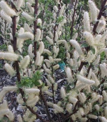 Salix has. wehrhahnii-zilverwitte dwergwilg-prima bijenplant