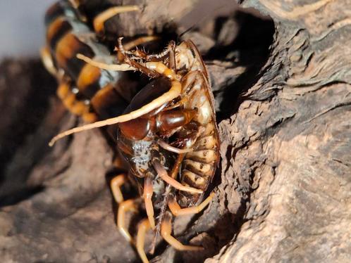 Opvang duizendpoten/andere geleedpotigen, Dieren en Toebehoren, Reptielen en Amfibieën, 0 tot 2 jaar