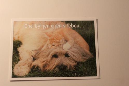 Katten Postkaart - Kitten rust op Langhaar Hond, Tsjechie, Verzamelen, Ansichtkaarten | Dieren, Ongelopen, 1980 tot heden, Hond of Kat