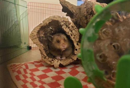 syrische hamster) baby hamsters te koop.(Geboren:31-03-2024), Dieren en Toebehoren, Knaagdieren, Meerdere dieren, Hamster, Tam