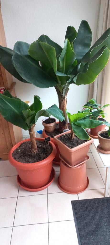 MUSA bananenplanten, Huis en Inrichting, Kamerplanten, Overige soorten, Minder dan 100 cm, Halfschaduw, Ophalen of Verzenden