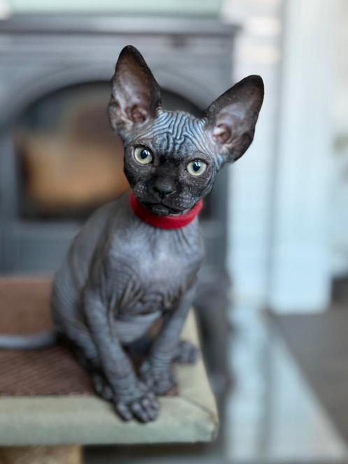 Sphynx katertje, Dieren en Toebehoren, Katten en Kittens | Raskatten | Korthaar, Kater, Ingeënt