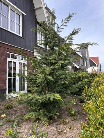 Gratis conifeer boom