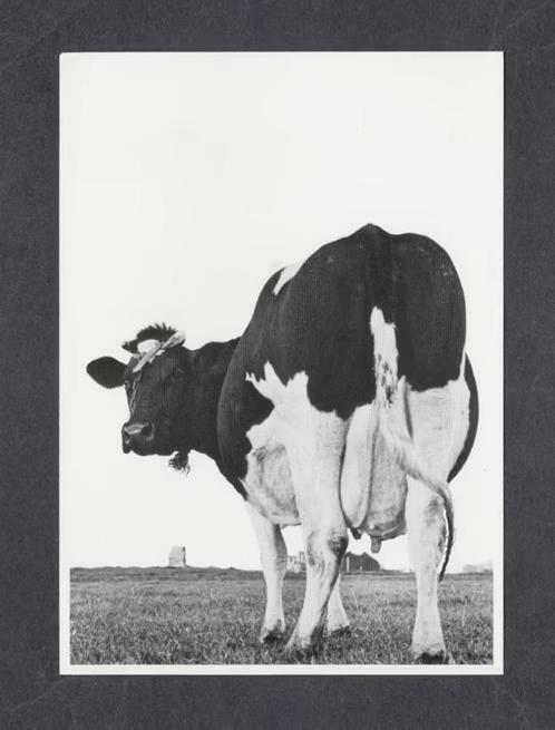 Friese Koe Zwart Wit Melkkoe., Verzamelen, Ansichtkaarten | Dieren, Ongelopen, 1980 tot heden, Overige soorten, Ophalen of Verzenden