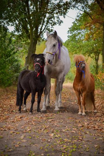 GEZOCHT: Verzorger voor mijn pony’s
