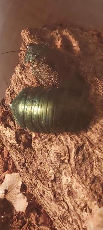 Pseudoglomeris magnifica emerald roach smaragd kakkerlak 