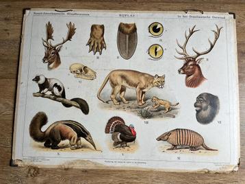 Vintage schoolplaat noord Amerikaanse bossen dieren wild