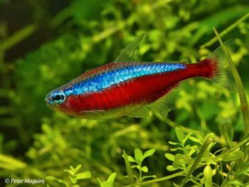 3 Kardinaal Tetras