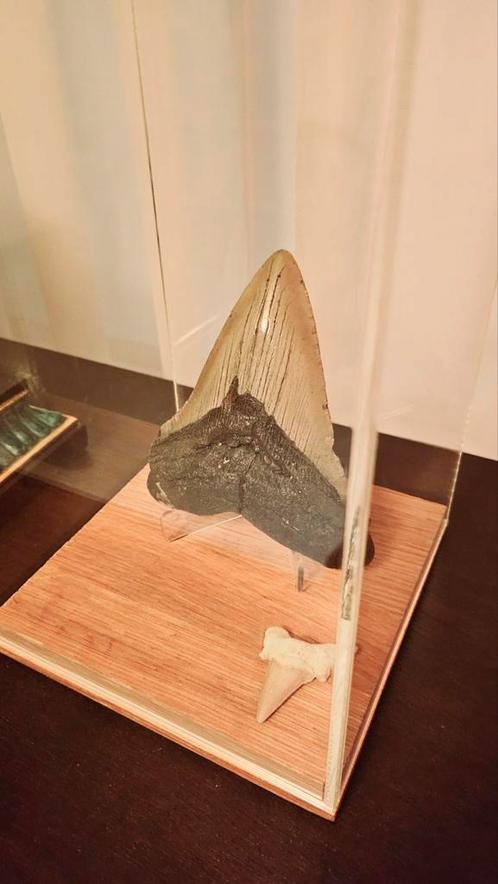 Prachtig A-klasse Megalodon tand 12 cm in vitrine + certific, Verzamelen, Mineralen en Fossielen, Fossiel, Ophalen of Verzenden