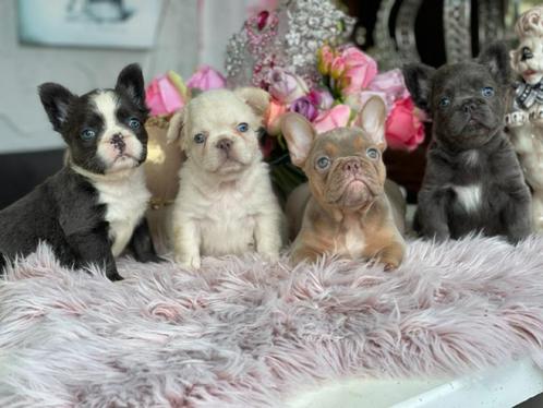Prachtige Franse bulldog pups zoeken naar een goed huis, Dieren en Toebehoren, Honden | Bulldogs, Pinschers en Molossers, Meerdere dieren