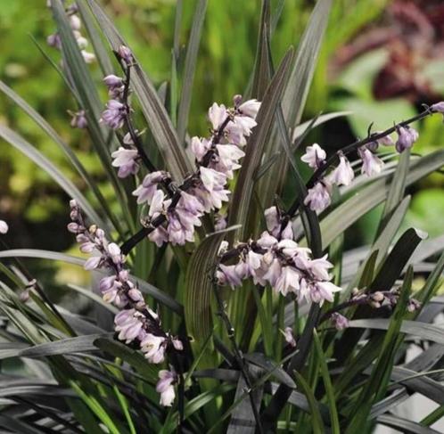 Slangenbaard, siergras, ophiopogon planiscapus, Tuin en Terras, Planten | Tuinplanten, Vaste plant, Siergrassen, Volle zon, Zomer