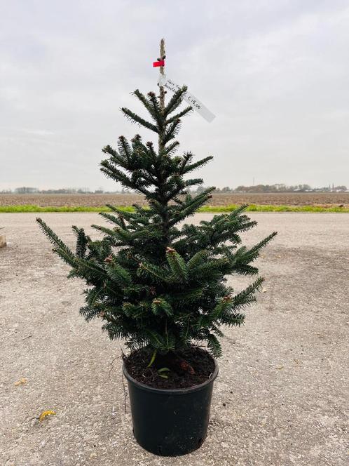 Abies Fraseri en Glauca kerstbomen in pot 80-100 cm, Tuin en Terras, Planten | Bomen, Overige soorten, Minder dan 100 cm, In pot