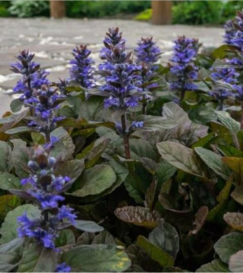 Ajuga reptans,  zenegroen- vaste plant, Tuin en Terras, Planten | Tuinplanten, Vaste plant, Ophalen