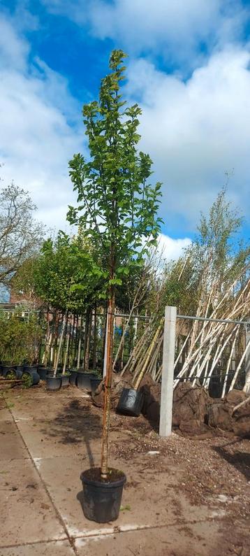 magnolia kobus beverboom hoogstam in pot 