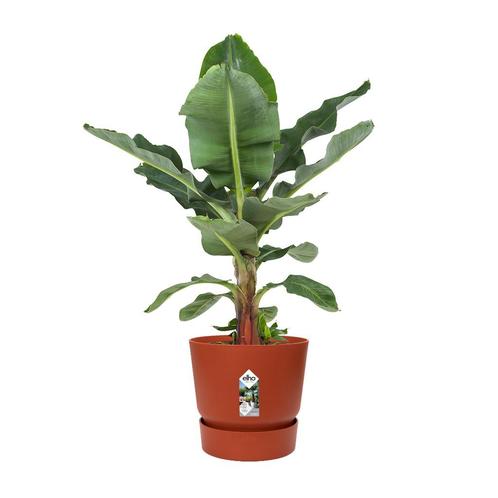 Bananenplant in Elho Greenville pot, Huis en Inrichting, Kamerplanten, Minder dan 100 cm, Halfschaduw, In pot, Verzenden