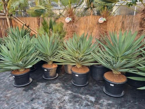 Yucca gloriosa "Lone Star", Tuin en Terras, Planten | Tuinplanten, Vaste plant, Overige soorten, Halfschaduw, Lente, Ophalen of Verzenden