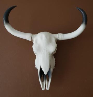 Longhorn schedel.