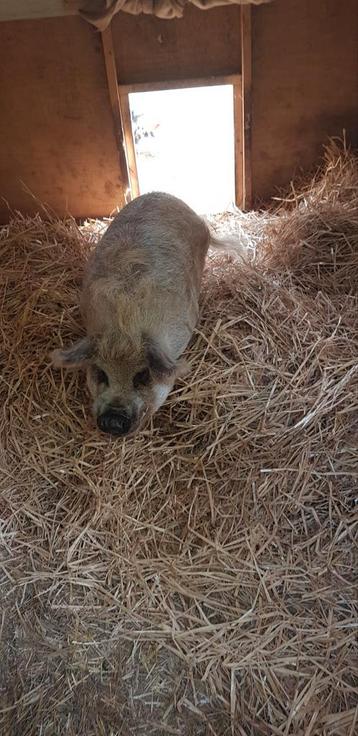 Kune kune varken zoekt nieuw huis met maatje. 