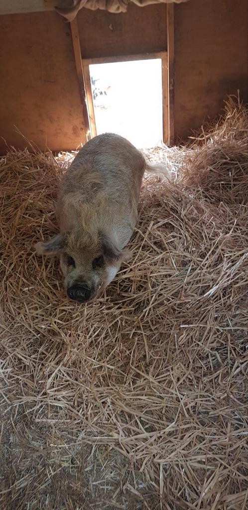 Kune kune varken zoekt nieuw huis met maatje., Dieren en Toebehoren, Schapen, Geiten en Varkens, Varken