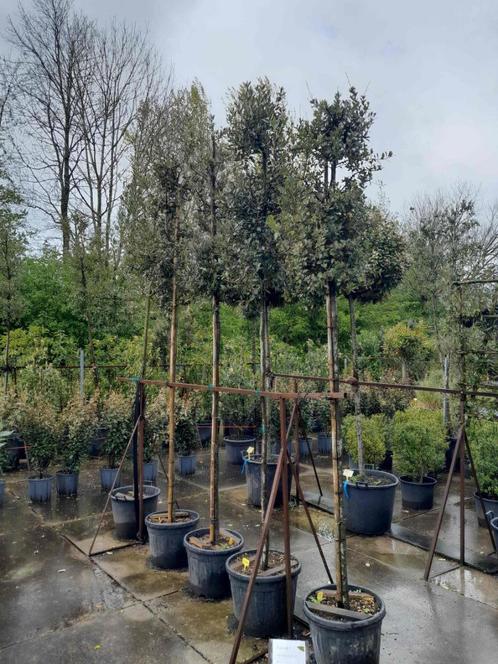 Steeneik, Tuin en Terras, Planten | Bomen, Overige soorten, 250 tot 400 cm, In pot, Ophalen