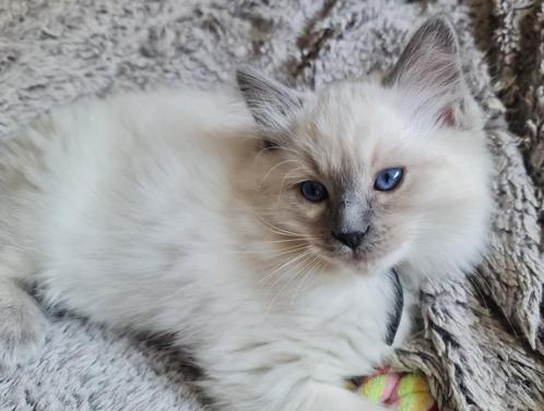 Ragdoll kittens uit geteste ouders, Dieren en Toebehoren, Katten en Kittens | Raskatten | Langhaar, Meerdere dieren, 0 tot 2 jaar