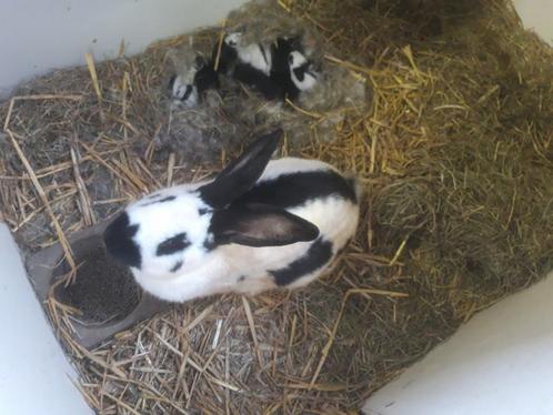 Nestje lotharinger konijnen., Dieren en Toebehoren, Konijnen, Groot, Meerdere dieren, 0 tot 2 jaar