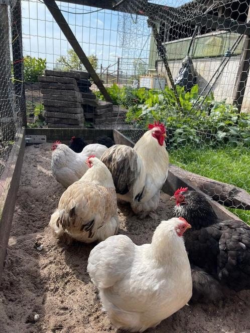 Cochin kriel broedeieren  raszuiver, Dieren en Toebehoren, Pluimvee, Kip