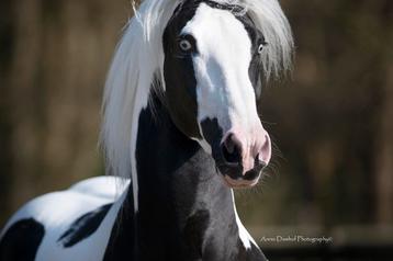 Goed gekeurd homozygoot tobiano barock pinto dekhengst