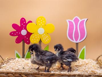 Australorp baby kuikens, gesekst en ingeënt, groot soort