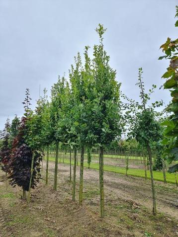 Zuil eik | Quercus robur 'Fastigiate Koster' | Eikenboom