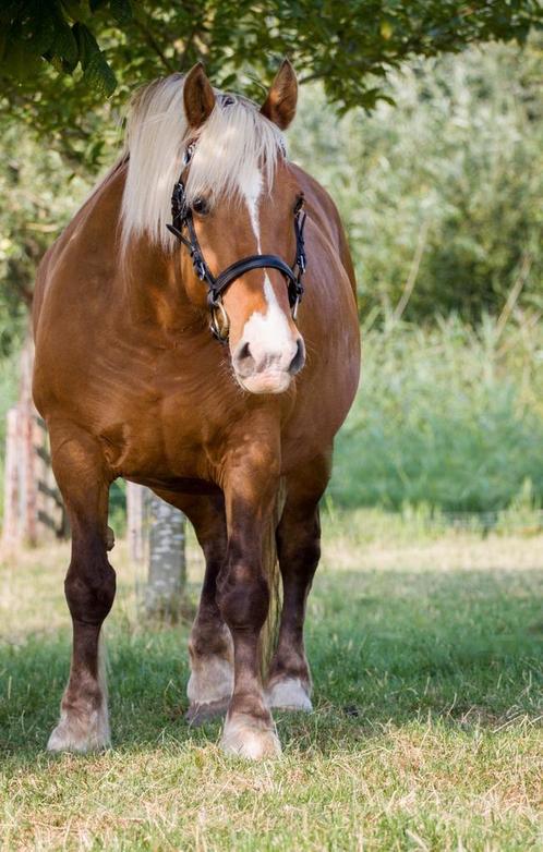 Comtois/ Frans trekpaard merrie 14 jaar, Dieren en Toebehoren, Paarden, Merrie, Zadelmak, 160 tot 165 cm, 11 jaar of ouder, Recreatiepaard
