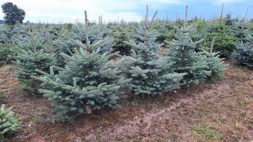 Blauwspar, blauwe spar, Picea pungens, Nordmann 100-250 cm, Tuin en Terras, Planten | Bomen, Ophalen