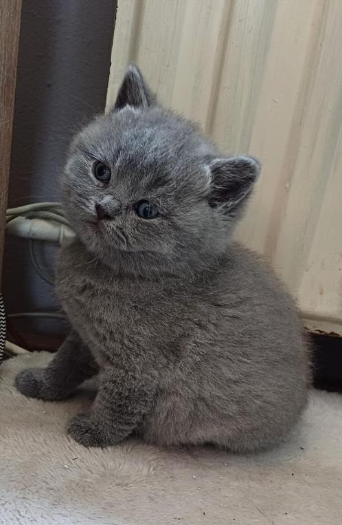 Brits britse korthaar kittens, Dieren en Toebehoren, Katten en Kittens | Raskatten | Korthaar, Meerdere dieren, 0 tot 2 jaar, Met stamboom