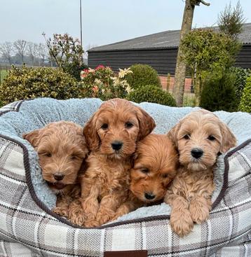 Labradoodle pups medium