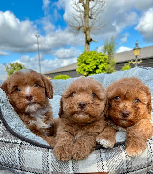 Mini Doodle x Boomer // Shihpoo pups, Dieren en Toebehoren, Honden | Niet-rashonden, Klein, Meerdere dieren, Fokker | Professioneel