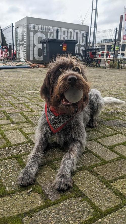 Honden oppas gezocht en aangeboden, Diensten en Vakmensen, Dieren | Honden | Verzorging, Oppas en Les