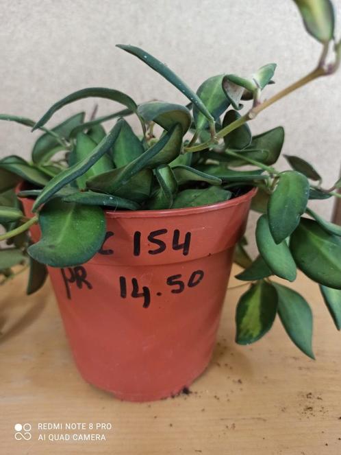 Hoya sp aff burtoniae variegata pm 12 nummer C154 reclame, Huis en Inrichting, Kamerplanten, Overige soorten, Minder dan 100 cm