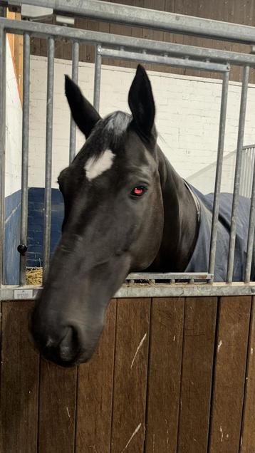 Verzorg pony of paard aangeboden