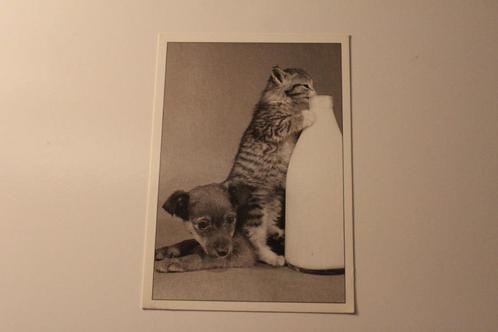 Z/w Katten Postkaart - Kitten drinkt uit Melkfles, Hond, Fra, Verzamelen, Ansichtkaarten | Dieren, Ongelopen, 1960 tot 1980, Hond of Kat