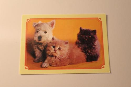 Katten Postkaart - Kitten en West Highland Terrier Pup Zwede, Verzamelen, Ansichtkaarten | Dieren, Ongelopen, 1960 tot 1980, Hond of Kat