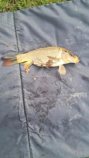 Heeft iemand een karper voor mij over