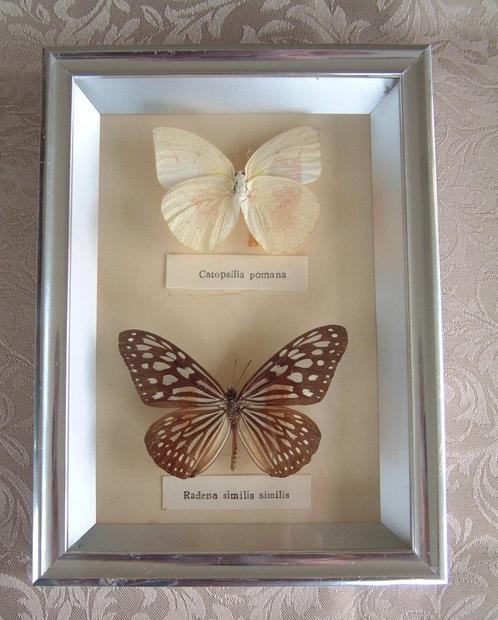 2 vlinders nr,. 7 catopsilia pomona - radena similis similis, Verzamelen, Overige Verzamelen, Ophalen of Verzenden