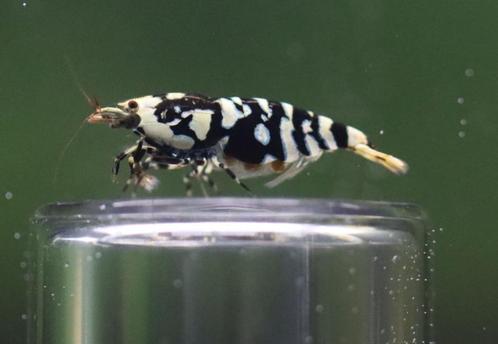 Black Fancy Tiger (VIN) caridina garnalen kweekgroepen, Dieren en Toebehoren, Vissen | Aquariumvissen, Zoetwatervis, Kreeft, Krab of Garnaal