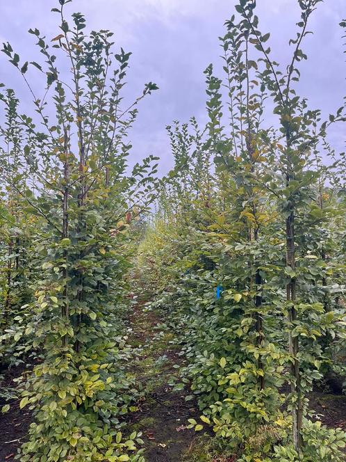 Haagbeuken Carpinus betulus, Tuin en Terras, Planten | Bomen, Overige soorten, 250 tot 400 cm, Ophalen of Verzenden