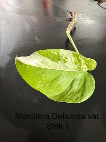 Monstera Deliciosa variagata stek 1
