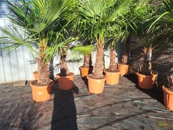 Grote trachycarpus fortunai palmbomen 
