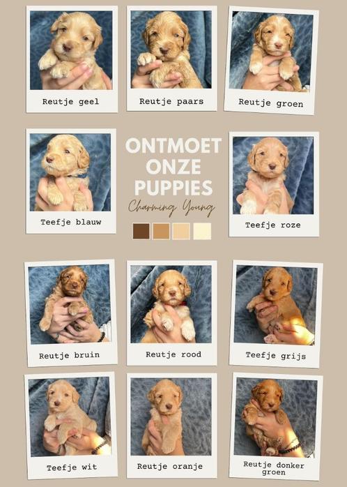 Labradoodle(aus)/cobberdog pups, Dieren en Toebehoren, Honden | Setters en Staande honden, Meerdere dieren, Overige rassen, Fokker | Hobbymatig