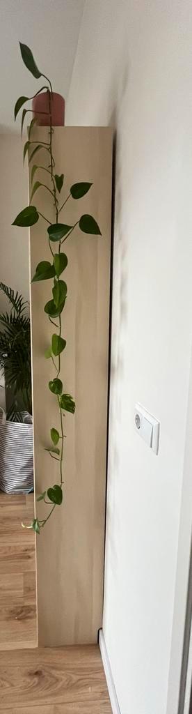 Billy IKEA - afbeelding 6 Billy IKEA - afbeelding 6