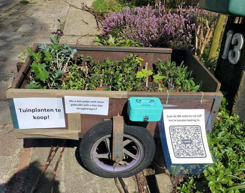 Biologische gifvrije tuinplanten, Tuin en Terras, Planten | Tuinplanten, Volle zon, Zomer, Ophalen